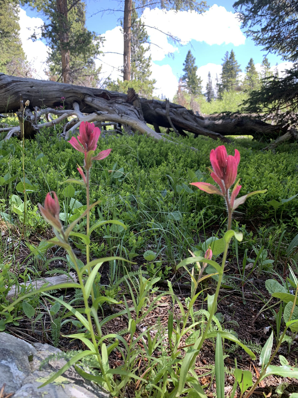 Indian paintbrush